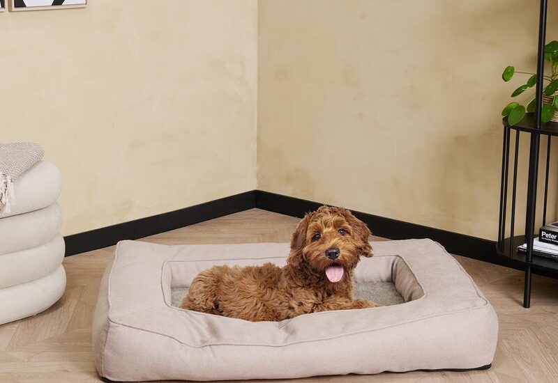 Hondenkussen met memory foam Action review De Beste Kopen